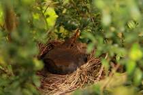 Amsel whrend des Brtens im Nest am 23.04.2011
