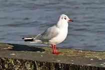 M�wenserie Rhein-Bonn -  Sonnenbad am Rheinufer  - 27.01.2012