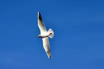 M�wenserie Rhein-Bonn,  �berflug mit voll ausgefahrenen Tragfl�chen  - 27.01.2012