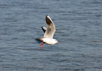 Mwenserie Rhein-Bonn -  Landeanflug  - 27.01.2012