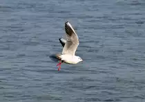 M�wenserie Rhein-Bonn -  Landeanflug  - 27.01.2012