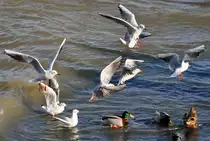 M�wenserie Rhein-Bonn -  Enten- und M�wenmeeting  - 27.01.2012