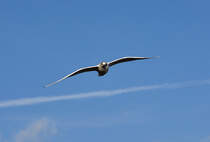 Mwenserie Rhein-Bonn -  Segelflug  - 27.01.2012