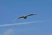 M�wenserie Rhein-Bonn -  Segelflug  - 27.01.2012