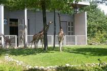 Giraffen beim  Hlserecken  im Karlsruher Zoo(03.06.2011). Der Standpunkt des Fotografen befand sich hinter einer Absperrung.