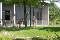 Giraffen beim  H�lserecken  im Karlsruher Zoo(03.06.2011). Der Standpunkt des Fotografen befand sich hinter einer Absperrung.