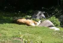 Ein kleines Nickerchen h�lt diese L�win im Zoo Karlsruhe(03.06.2011). Der Standpunkt des Fotografen befand sich hinter einer Absperrung.