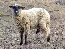 Schwarzkopfschaf bek�mpft seinen Juckreiz;120203