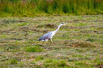 Auf der Jagd - 16.06.2011