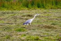 Auf der Jagd - 16.06.2011