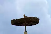 St�rche sind auch nicht mehr das, was sie mal waren. - 04.04.2011