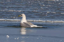 Der Eisbader - 03.03.2011