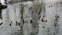 Enten schwimmen im Teich im Matzen Park bei Brixlegg am 4.2.2012. Da ist es nie zugefroren, da durch Flie�wasser eines kleinen Baches alles vom Zufrieren gesch�tzt ist.