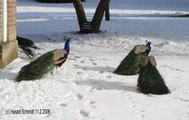 Blaue Pfaue im Wrlitzer Park am 11.2.2006