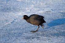 Der Eislufer - 06.02.2012