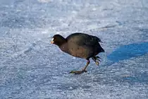 Der Eisl�ufer - 06.02.2012