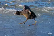 Der Tolpatsch - 06.02.2012