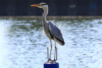 Der Blender - 25.05.2009