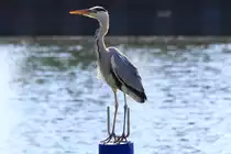 Der Blender - 25.05.2009