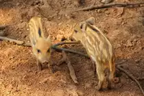 Frischlinge am 18.06.2011