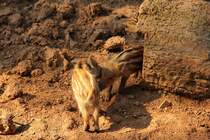 Frischlinge am 18.06.2011