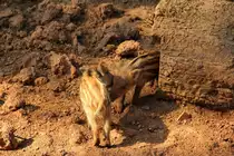 Frischlinge am 18.06.2011