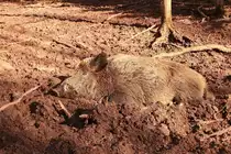 Keiler gut getarnt beim Mittagsschlaf am 08.01.2012.