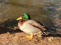 Ente (Erpel) am 05.01.2012