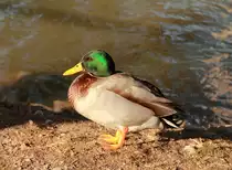 Ente (Erpel) am 05.01.2012