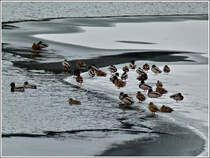 Enten auf dem zugefrorenen Stausee der Obersauer aufgenommen in der Nhe von Liefrange am 13.02.2012. (Hans)