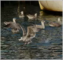 Nach der R�ckkehr der kleineren Fischerboote in den Fischereihafen von Sassnitz f�llt f�r die M�ven auch immer wieder etwas ab. 26.09.2011 (Jeanny)
