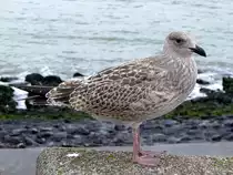 Mantelmöwe (Larus marinus)behält bis ca. zum 4.Lebensjahr ihr braunes Federkleid; 110830_