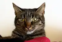 Meine Katze aufgenommen am 21.02.2012