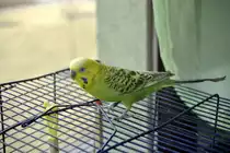 Welli Pucki. Foto vom 22.01.2012.