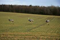 Eine aktuelle Zhlung vom November 2011 ergab eine Population von 97 Nandus. Wieviel es jetzt noch sind, wei ich nicht. Am Montag zhlten wir zwischen Klein Neuleben und Utecht 33 Tiere.