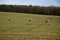 Eine aktuelle Z�hlung vom November 2011 ergab eine Population von 97 Nandus. Wieviel es jetzt noch sind, wei� ich nicht. Am Montag z�hlten wir zwischen Klein Neuleben und Utecht 33 Tiere.