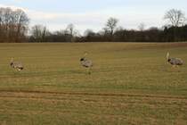 Seitdem das Landwirtschafts und Umweltministerium im Kiel Nandus zum Abschuss freigegeben hat, sind auf dem Teretorium vom Herzogtum Lauenburg keine Nandus mehr zu sehen. Entweder haben sie im Oktober die Zeitung gelesen und sind ins sichere Mecklenburg emegriert oder man hat sie bereits abgeschossen und vertrieben. Schleswig-Holstein beweisst damit einmal mehr untolleranz. 