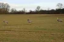 Seitdem das Landwirtschafts und Umweltministerium im Kiel Nandus zum Abschuss freigegeben hat, sind auf dem Teretorium vom Herzogtum Lauenburg keine Nandus mehr zu sehen. Entweder haben sie im Oktober die Zeitung gelesen und sind ins sichere Mecklenburg emegriert oder man hat sie bereits abgeschossen und vertrieben. Schleswig-Holstein beweisst damit einmal mehr untolleranz. 