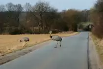 Nandus �berqueren die kleine Stra�e zwischen Schattin und Utecht (NWM); 20.02.2012