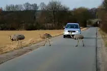 Zur Freude der Autofahrer aus L�beck �berquert eine Gruppe Nandus die Stra�e zwischen Utecht und Schattin (NWM); 20.02.2012