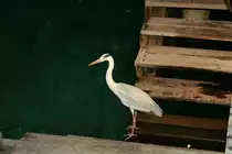 Ein einsamer Graureiher (Ardea cinerea) genie�t den Ausblick auf den Indischen Ozean. 10.11.2007 Ari-Atoll.