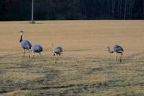 Meinem ersten Besuch bei den Nandus in diesem Jahr sah ich mit gemischten Gefhlen entgegen. Seit Wochen fragte ich mich, ob die Jungtiere bereits gengend Fettreserven hatten um die kalten Nchte mit -15 bis -20 zu berstehen. Aber am Samstag trafen wir bei Utecht die gewohnte 28-Kpfige Nandu-Gang. Dort schienen alle Jungtiere fit zu sein und liefen vergngd ber die Felder; 20.02.2012