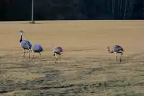 Meinem ersten Besuch bei den Nandus in diesem Jahr sah ich mit gemischten Gef�hlen entgegen. Seit Wochen fragte ich mich, ob die Jungtiere bereits gen�gend Fettreserven hatten um die kalten N�chte mit -15� bis -20� zu �berstehen. Aber am Samstag trafen wir bei Utecht die gewohnte 28-K�pfige Nandu-Gang. Dort schienen alle Jungtiere fit zu sein und liefen vergn�gd �ber die Felder; 20.02.2012