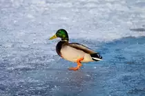 Im Watschelgang zum n�chsten Wasserloch. 02.02.2012