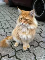 Norwegischer Waldkater in Duisburg-Trompet.Er hei�t LEO und ist 9kg schwer.Gerade macht er einen Spaziergang auf dem Hof :)