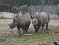 nash�rner im zoo krefeld