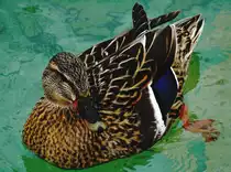 Entendame im Attersee, Kammer Sch�rfling am 4.3.12