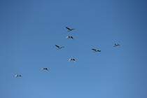 Rudel Schwne im berflug bei Staffelstein am 07.03.2012.