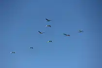 Rudel Schw�ne im �berflug bei Staffelstein am 07.03.2012.