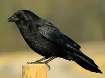 Rabe auf Zaunpfahl. Diese scheuen und sehr intelligenten Tiere lassen sich eigendlich nicht gerne aus der Nähe beobachten. Ich habe in den zwei Wochen Extremfrost im vergangenen Monat die Raben regelmäßig gefüttert und lege ihnen auch jetzt noch immer wieder ein Leckerchen auf den Pfahl. Inzwischen kennen sie mich und kommen bis auf einen Meter an mich ran um lautstark auf sich aufmerksam zu machen. (09.03.2012)